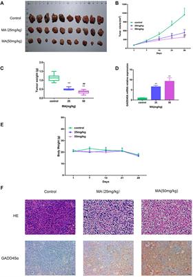 Maackiain Modulates miR-374a/GADD45A Axis to Inhibit Triple-Negative Breast Cancer Initiation and Progression